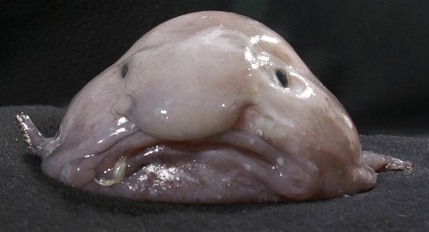 “Mr Blobby”, arguably not a glob at all. (© Kerryn Parkinson, fair use)